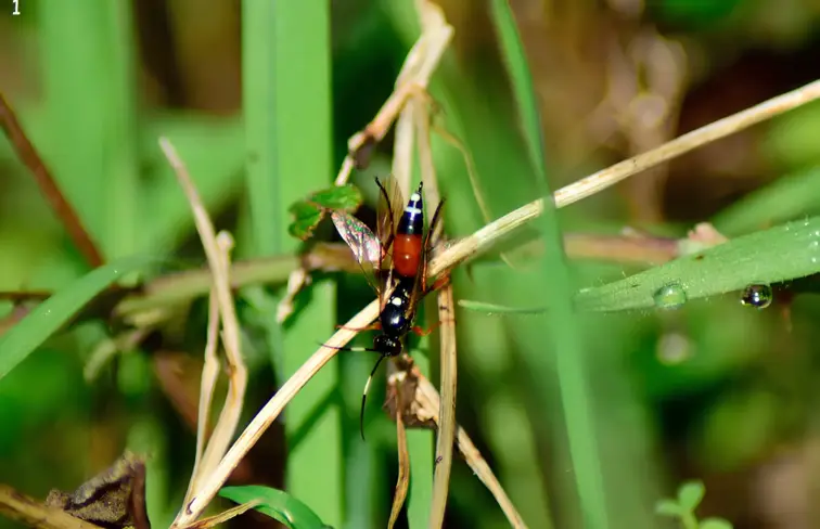 A vespa ‘exephanes ischioxanthus’.